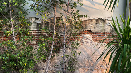 Old Brick wall with green plants and tree in the backgroundの写真素材