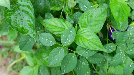 Rain Drop on Leaves, Green Leaves Background, Closeup...,の写真素材