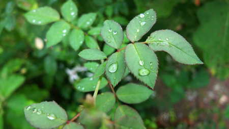 Rain Drop on Leaves, Green Leaves Background, Closeup...,の写真素材