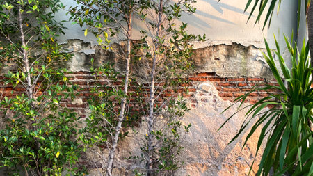 Old brick wall with green plants and tree. Old brick wall background.の写真素材