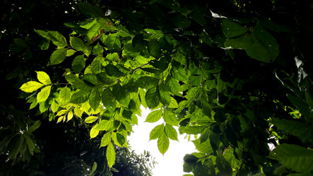 Green leaves on the tree with sun light and shadow in the morningの写真素材