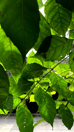 Green leaves background. Green leaves texture background. Green leaves background.の写真素材