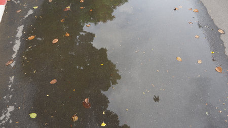 Puddle with fallen leaves on the asphalt in the autumn season.