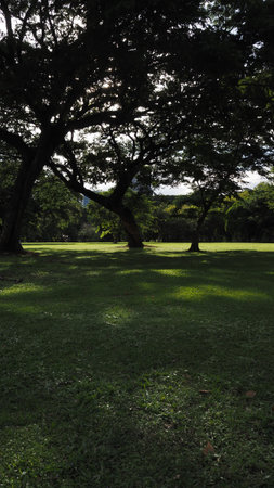 Green grass in the park with tree and sunlight in the morning.