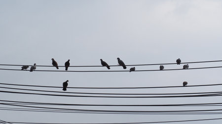 Pigeons sitting on electric wire in Bangkok,Thailand.の写真素材