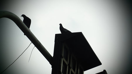 Pigeon on the roof of a building in the city.の写真素材