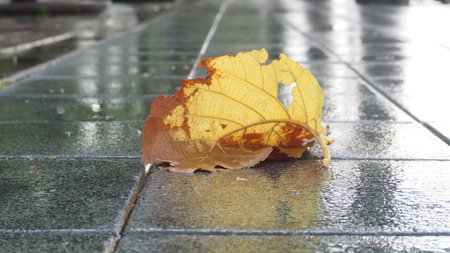 Fallen yellow leaf on wet tile floor in the rain, selective focus