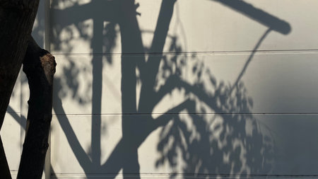 Shadow of tree branches on a white wall. Sunlight and shadows.の写真素材