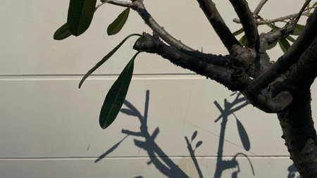 Tree and shadow on white wall in the garden.
