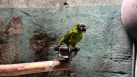 Green parrot sitting on a perch in a zoo. Toned.