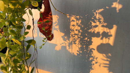 The shadow of the leaves on the wall in the morning light.