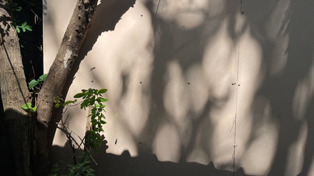 The shadow of the tree on the white wall in the garden.の写真素材