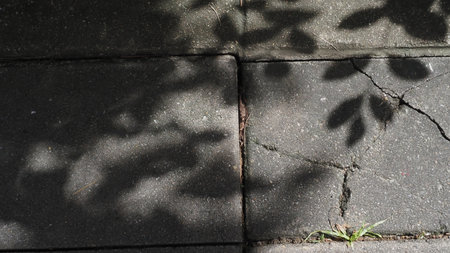 The shadow of the tree on the asphalt road.