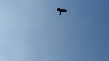 Silhouette of a crow flying in a blue sky with cloudsの写真素材