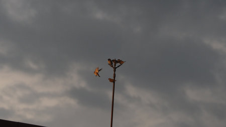 A close-up shot of a plant in the evening with a cloudy skyの写真素材