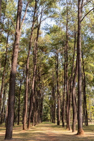 Serene forest landscape at Intakin Silvicultural Research Station in Mae Taeng, Chiang Mai, Thailand. A lush natural reserve dedicated to forestry research and conservationの写真素材