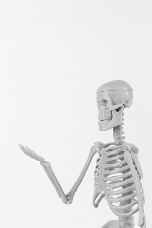 A smiling skeleton figurine with detailed bones on a clean white background, perfect for Halloween and spooky design themes.の写真素材