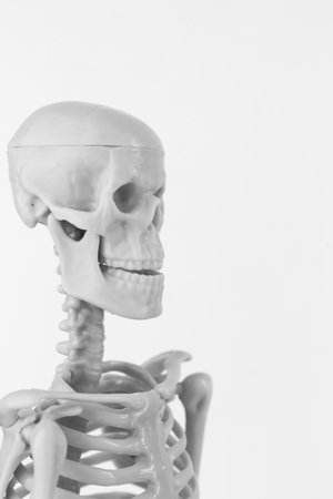 A smiling skeleton figurine with detailed bones on a clean white background, perfect for Halloween and spooky design themes.の写真素材