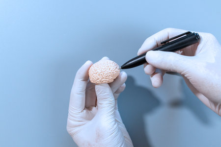 A gloved hand holding a tiny brain model while a pen points at its details, illustrating medical...