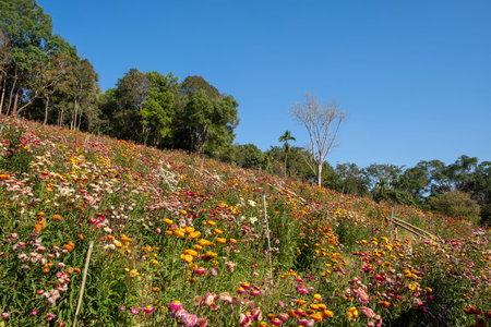 Vibrant wildflowers blooming on a sunny hillside with clear blue sky and trees, capturing a bright...