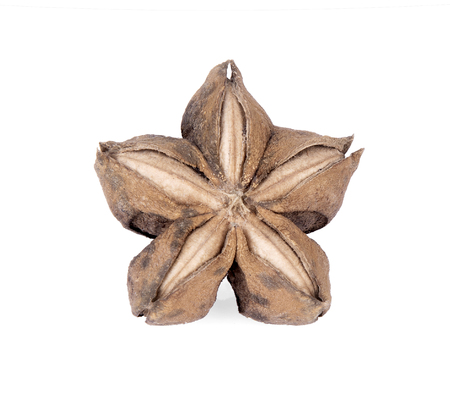 Plukenetia volubilis or sacha inchi peanut seed on white backgroundの写真素材