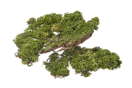 Green moss at forest isolated on white background.の写真素材