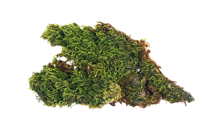 Green moss at forest isolated on white background.の写真素材