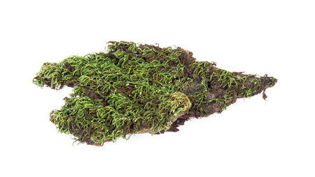 Green moss at forest isolated on white background.の写真素材