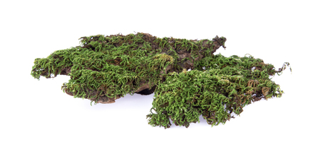 Green moss at forest isolated on white background.の写真素材