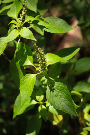Red holy basil or Basil