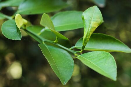 Kaffir lime leavesの写真素材