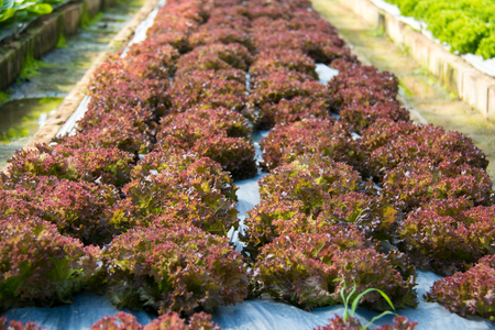 Hydroponic vegetables growing in Farmの写真素材