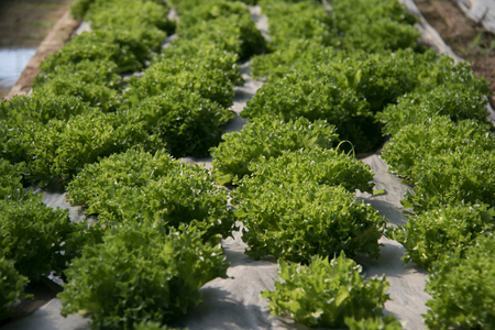 Hydroponic vegetables growing in Farmの写真素材