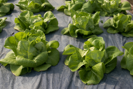 Hydroponic vegetables growing in Farmの写真素材