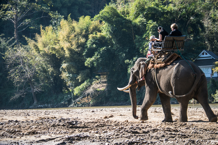 Tourists on elephant trekking in an elephant camp in province CHIANGRAI,NORTHERN THAILANDのeditorial素材