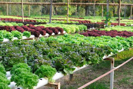 Hydrophonic Plantation