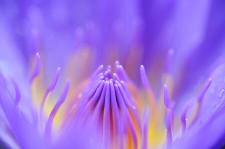 Purple Lotusの写真素材