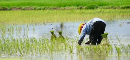 Thai Farmer in the fieldの写真素材