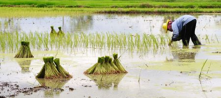 Growing Riceの写真素材