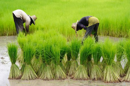 Rice Plantationの写真素材