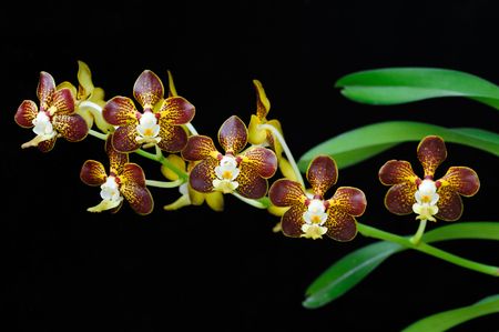 Beautiful orchid on blackの写真素材