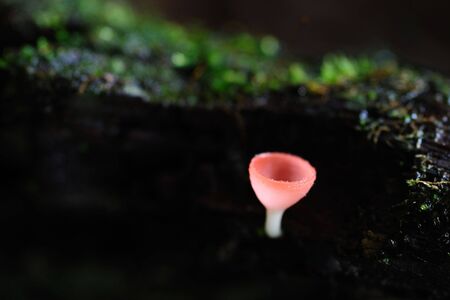 Mushroom in rainforestの写真素材