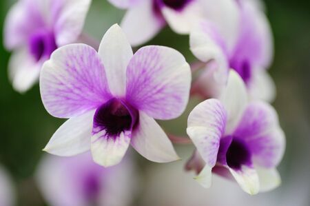 Orchidの写真素材