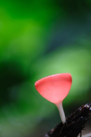 Mushroom in rainforestの写真素材