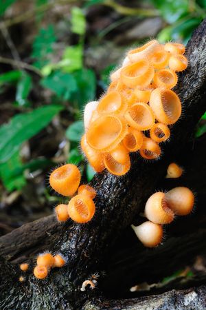Mushroom in rainforestの写真素材