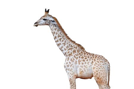 Giraffe Isolatedの写真素材