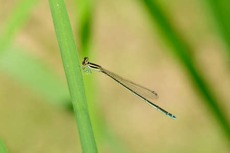 Dragonflyの写真素材