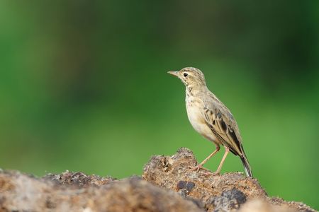 Paddyfield Pipitの写真素材