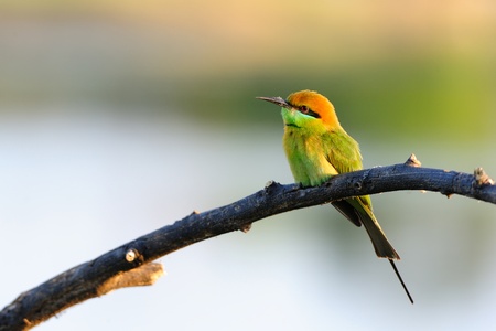 Green Bee-Eaterの写真素材