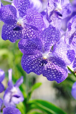 Beautiful Orchidの写真素材
